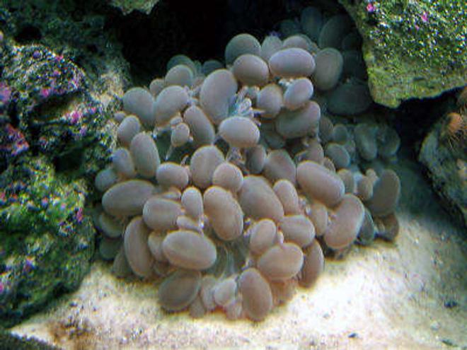 corals inverts - plerogyra sinuosa - bubble coral stocking in 160 gallons tank - Bubble Coral