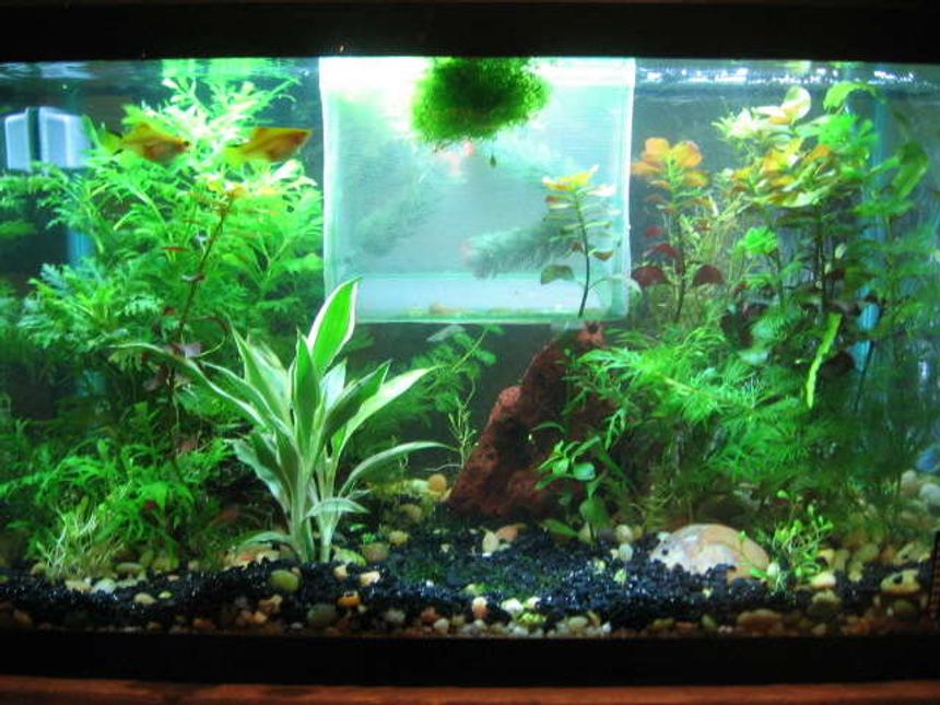 Rated #121: 10 Gallons Planted Tank