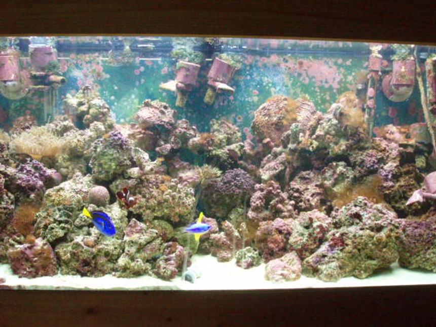 Rated #18: 90 Gallons Saltwater Fish Tank - 90 Gallon FOWLR.....only a half a year old, so its got some more thriving to do still...lol