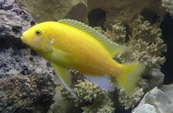 freshwater fish - pseudotropheus estherae - red zebra cichlid stocking in 55 gallons tank - yellow zebra