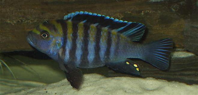 freshwater fish - cynotilapia afra - afra cichlid stocking in 120 gallons tank - Anyone know the name of this guy?