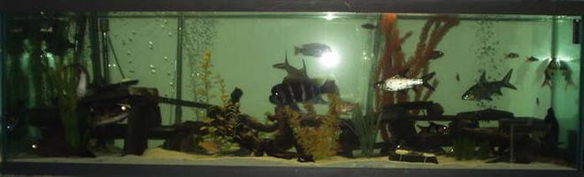 120 gallons freshwater fish tank (mostly fish and non-living decorations) - A bad pic of my tank, more to come.