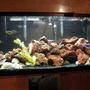 135 gallons freshwater fish tank (mostly fish and non-living decorations) - lava rock and a few haps