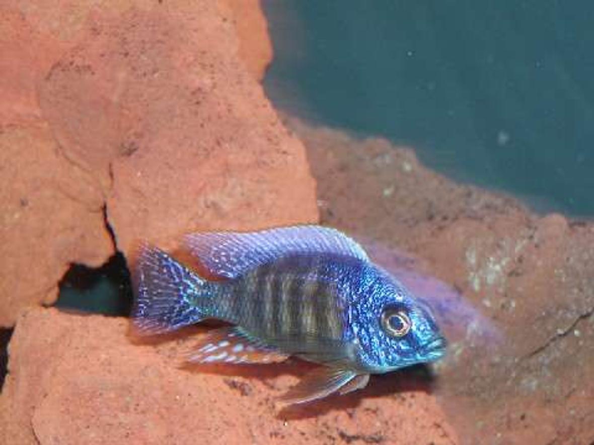 freshwater fish - protomelas steveni - taiwan reef stocking in 135 gallons tank - reef