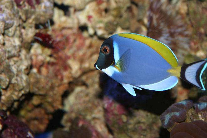 saltwater fish - acanthurus leucosternon - powder blue tang stocking in 100 gallons tank - This is my Powder Blue Tang named Dora. These fish are supposed to be peaceful, but Dora is the KING FISH in my tank and she doesn't let the other fish forget it!