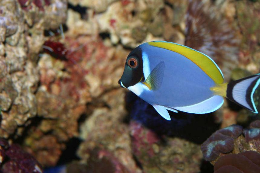 Rated #9: Saltwater Fish - Acanthurus Leucosternon - Powder Blue Tang Stocking In 100 Gallons Tank - This is my Powder Blue Tang named Dora. These fish are supposed to be peaceful, but Dora is the KING FISH in my tank and she doesn't let the other fish forget it!