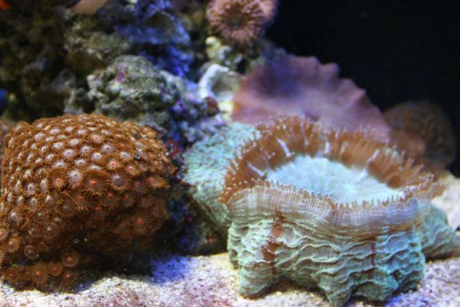 corals inverts - actinodiscus sp. - purple mushroom stocking in 100 gallons tank - Zoo Colony, mushrooms and Artichoke Coral