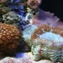 corals inverts - actinodiscus sp. - purple mushroom stocking in 100 gallons tank - Zoo Colony, mushrooms and Artichoke Coral