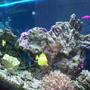 120 gallons saltwater fish tank (mostly fish, little/no live coral) - 120 gallon tank