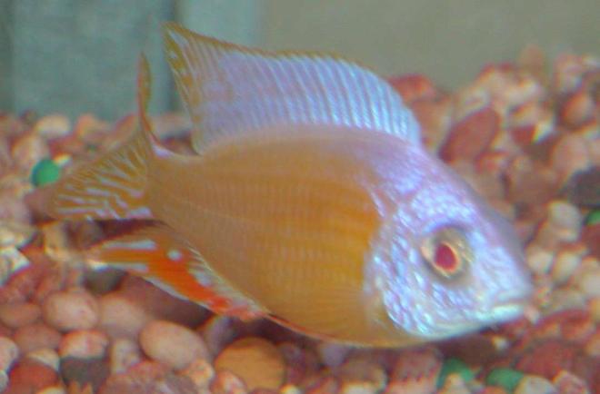 freshwater fish - protomelas sp. - steveni taiwan albino stocking in 135 gallons tank - Rare Steveni Taiwan Reef albino