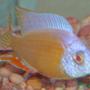 freshwater fish - protomelas sp. - steveni taiwan albino stocking in 135 gallons tank - Rare Steveni Taiwan Reef albino