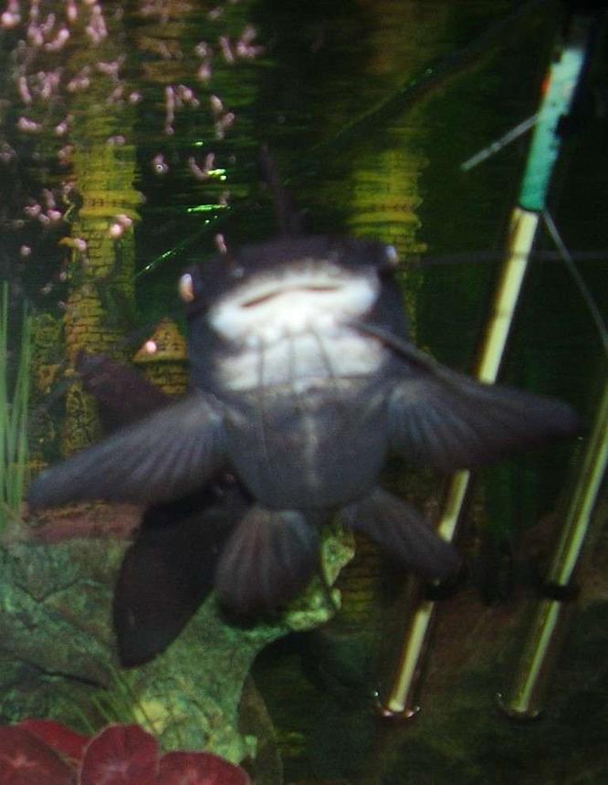 freshwater fish - arius leptaspis - salmontail catfish stocking in 90 gallons tank - salmon tail cafish