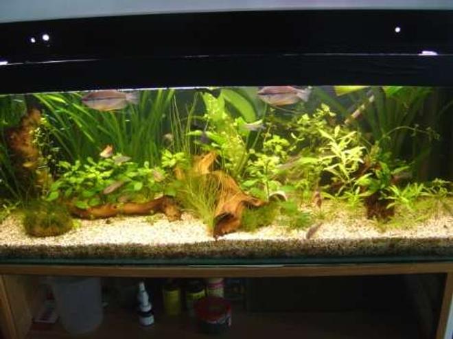 95 gallons planted tank (mostly live plants and fish) - Here's my lo-tech planted 3foot tank.  It runs only one standard bulb and no CO2, just rabbit pooh and liquid ferts to keep the growth rate up ;)