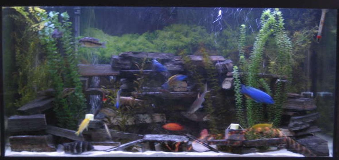 90 gallons freshwater fish tank (mostly fish and non-living decorations) - not the best pic i'm working on it