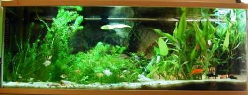 Rated #1338: 26 Gallons Planted Tank - Fullview of the tank.