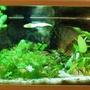 26 gallons planted tank (mostly live plants and fish) - Fullview of the tank.