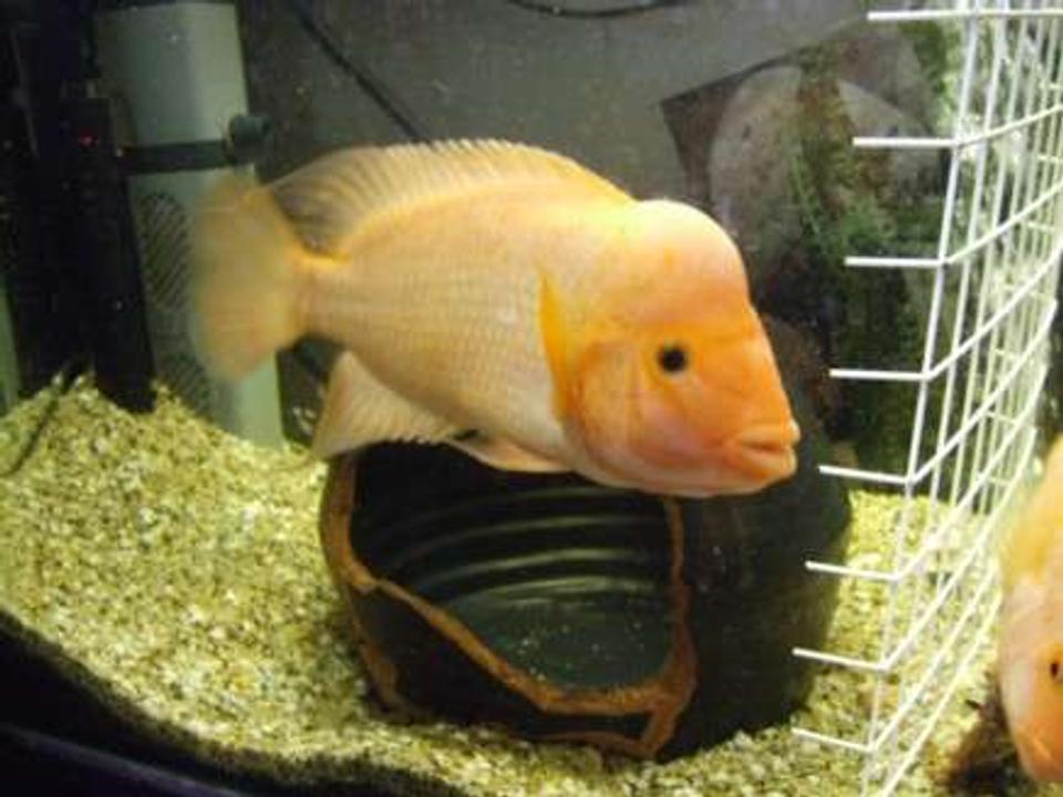 freshwater fish - amphilophus labiatus - red devil stocking in 96 gallons tank - Norman the Red Devil ( 12 inchs of angry )
getting ready to breed........