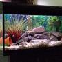 55 gallons freshwater fish tank (mostly fish and non-living decorations) - New Design for my 55 Gallons African Cichlid tank...