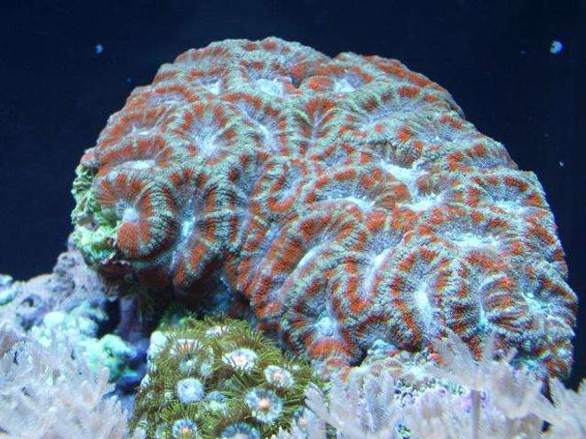 corals inverts - acanthastrea lordhowensis - aussie acan lord stocking in 29 gallons tank - acan