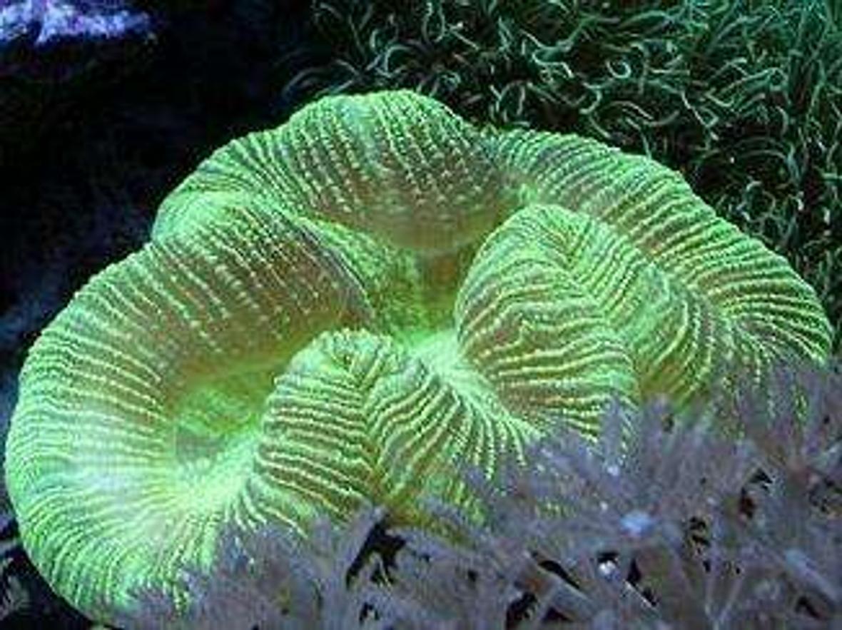 corals inverts - lobophyllia hemprichii - brain coral, lobophyllia stocking in 29 gallons tank - brain