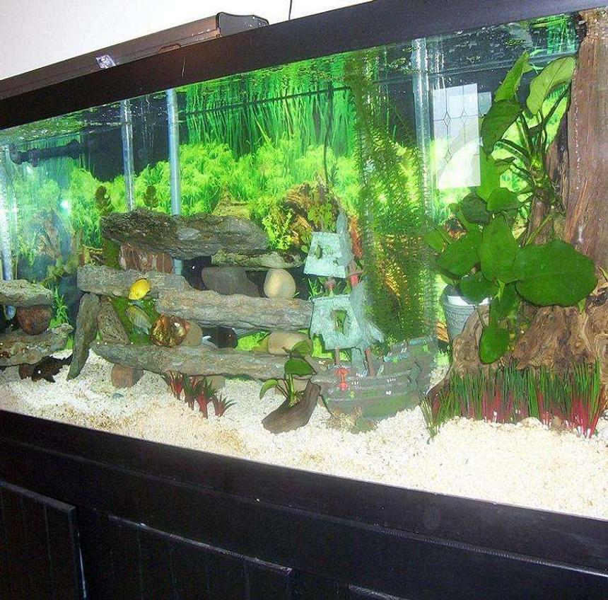 Rated #197: 55 Gallons Freshwater Fish Tank - Cichlid Rift Lake Tank 125 Gallon 120 lbs Florida Crushed Coral, 100+ lbs Dolomite Limestone Rock, 24" tall 9" wide Tree Stump made into Anubius grower Running UGF, Rena XP3 Canister, Dual Rena 400 Airpumps, Dual Coralife 192Watt Deluxe Series Lighting, and Adding Salt to Replicate Lake Malawi Conditions.