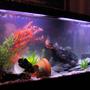 45 gallons freshwater fish tank (mostly fish and non-living decorations) - 55 gallons, 2 oscars (red and tiger), 1 pleco, 1 crayfish. I've got a waterfall bubbler in there, a large airstone, a bunch of slate, some pots and pvc tunnels..all the plants are plastic or silk. Filtered by a whisper 60 HOB