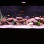 75 gallons freshwater fish tank (mostly fish and non-living decorations) - My 75 gallon Mixed African tank