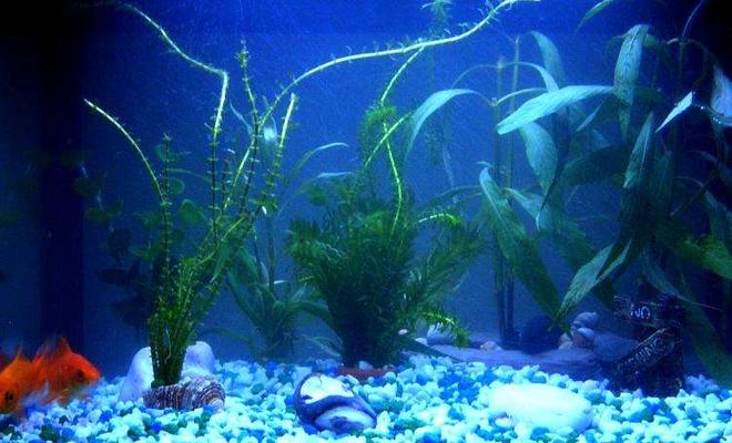 10 gallons freshwater fish tank (mostly fish and non-living decorations) - 18x12x12
3 comets
1 common plec