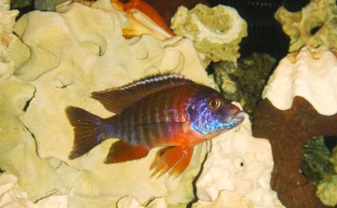 freshwater fish - aulonocara rubescens - ruby red peacock stocking in 55 gallons tank - red german peacock