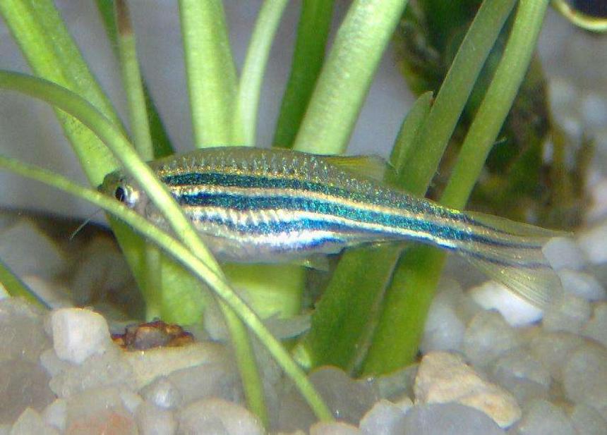Rated #119: Freshwater Fish - Danio Rerio - Zebra Danio Stocking In 10 Gallons Tank - One of my female zebra danios looking for food
