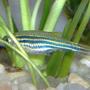 freshwater fish - danio rerio - zebra danio stocking in 10 gallons tank - One of my female zebra danios looking for food