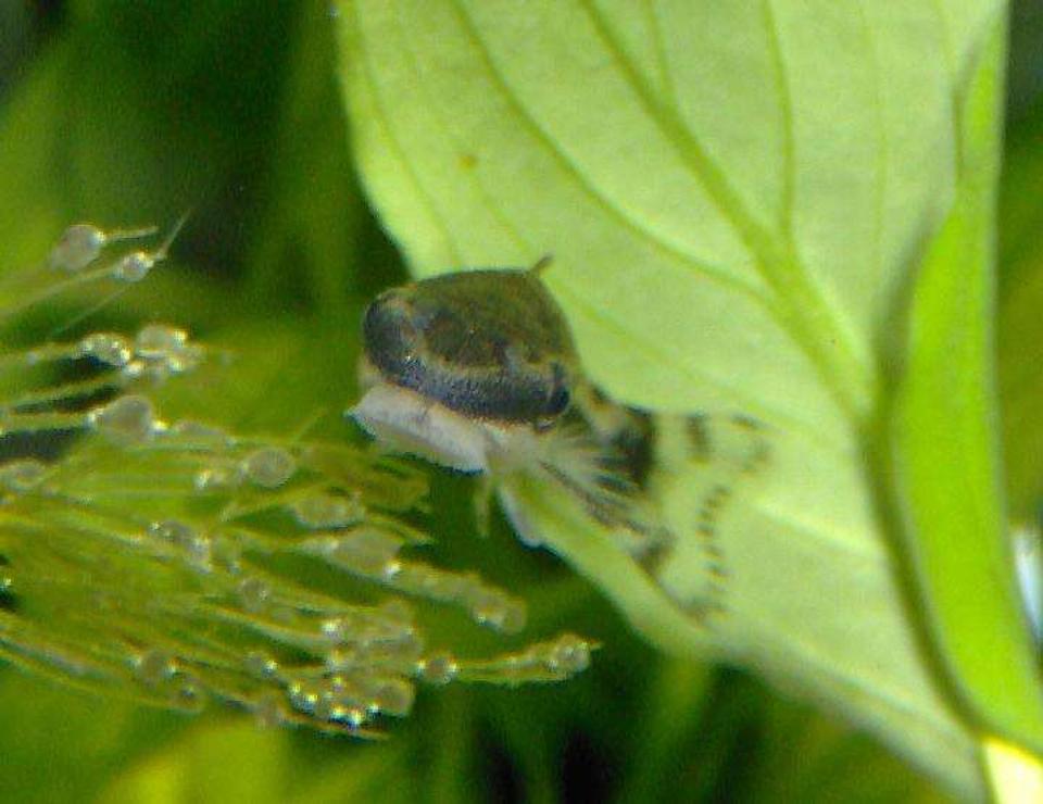 freshwater fish - otocinclus sp. - otocinclus catfish stocking in 10 gallons tank - My Otocinclus looking for algae or human flesh.