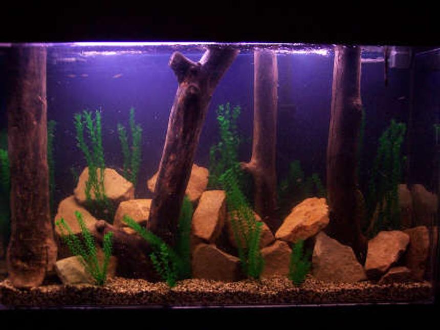 Rated #119: 180 Gallons Freshwater Fish Tank - 175 tall