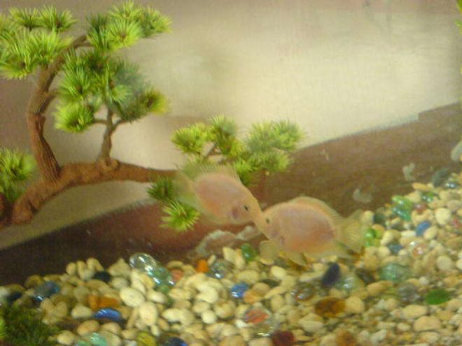 freshwater fish - jelly bean parrot cichild stocking in 30 gallons tank - kissing parrot