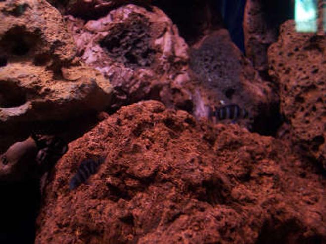 freshwater fish - cyphotilapia frontosa - frontosa cichlid stocking in 60 gallons tank - my baby frontosa