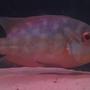 freshwater fish - hoplarchus psittacus - parrot cichlid stocking in 200 gallons tank - True parrot