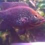 freshwater fish - paratilapia polleni - polleni cichlid stocking in 200 gallons tank - Polleni