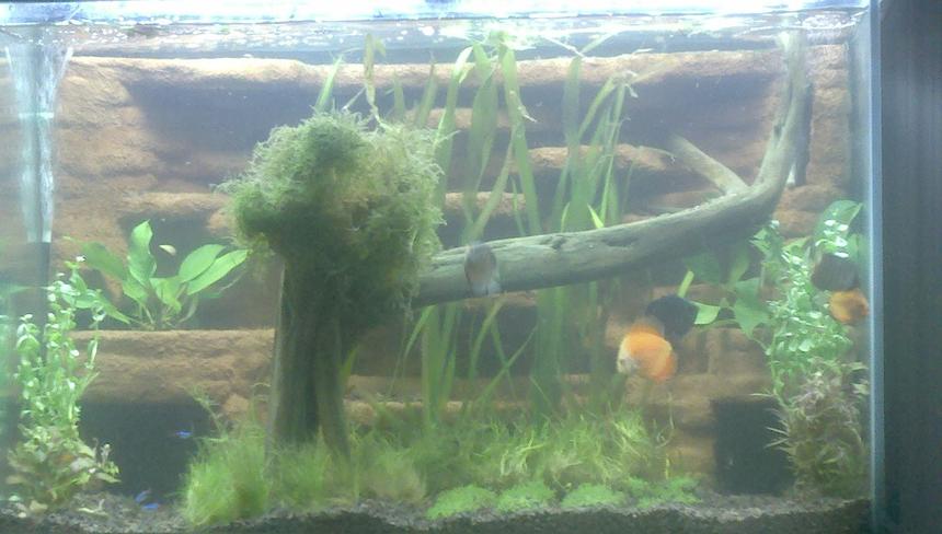 Rated #73: 75 Gallons Planted Tank - Discus tank