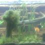 75 gallons planted tank (mostly live plants and fish) - Discus tank