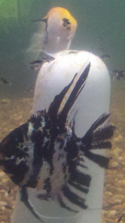 freshwater fish - pterophyllum sp. - koi angel stocking in 75 gallons tank - Female angelfish laying fresh batch
of eggs in same tank with her 1
month old babies