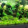 130 gallons planted tank (mostly live plants and fish) - New ...