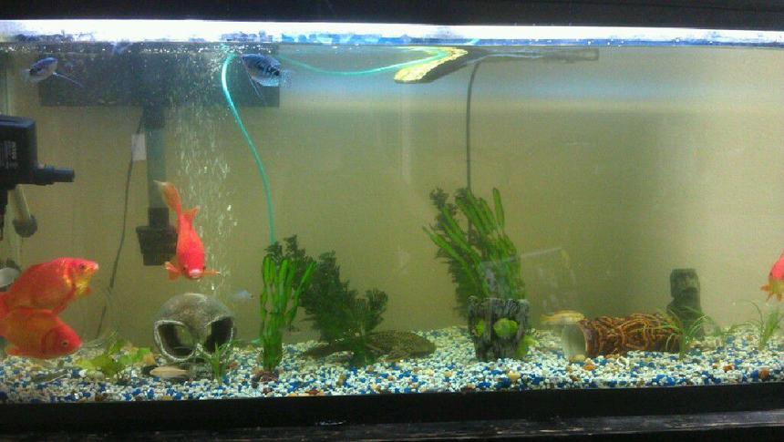 Rated #209: 55 Gallons Freshwater Fish Tank - my 55 gallon rectangle