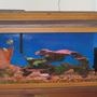 38 gallons freshwater fish tank (mostly fish and non-living decorations) - 30 gal cichlids tank