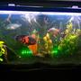 90 gallons freshwater fish tank (mostly fish and non-living decorations) - 90 gallon