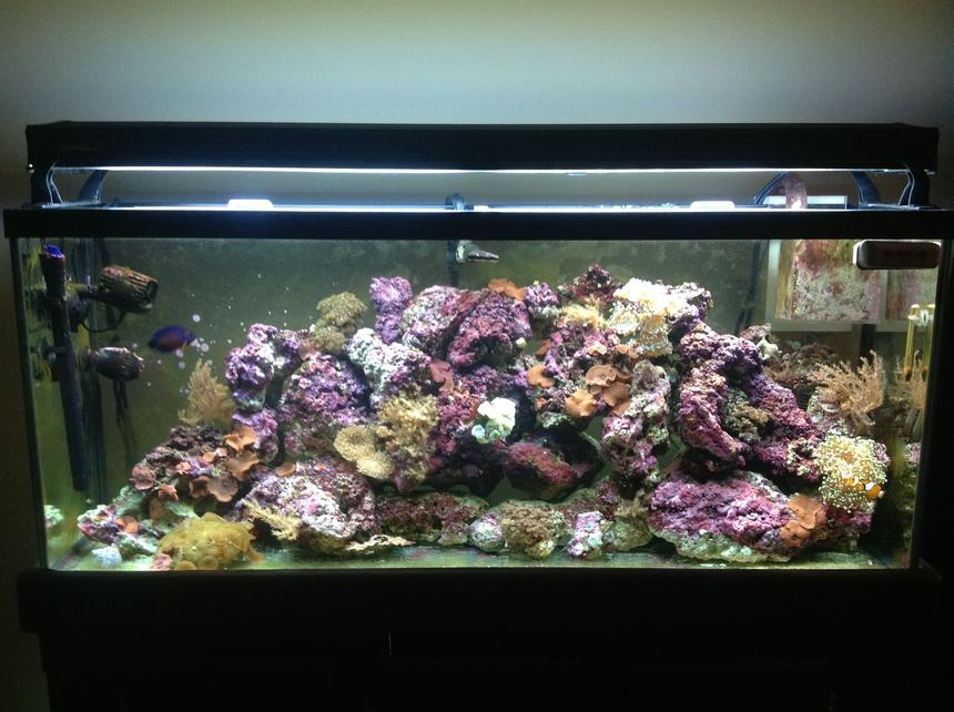 Rated #37: 55 Gallons Reef Tank - The other wife