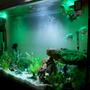 fish tank picture - A touch of green... 2x10watts leds... looks cool!