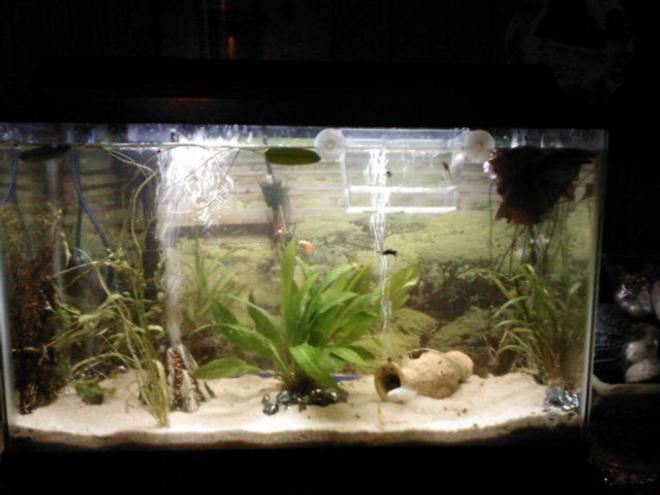 29 gallons freshwater fish tank (mostly fish and non-living decorations) - This is a picture from a few months ago. I had 4 guppies, but they all passed on. I do, however, have 4 batches of their babies in a separate tank :-D