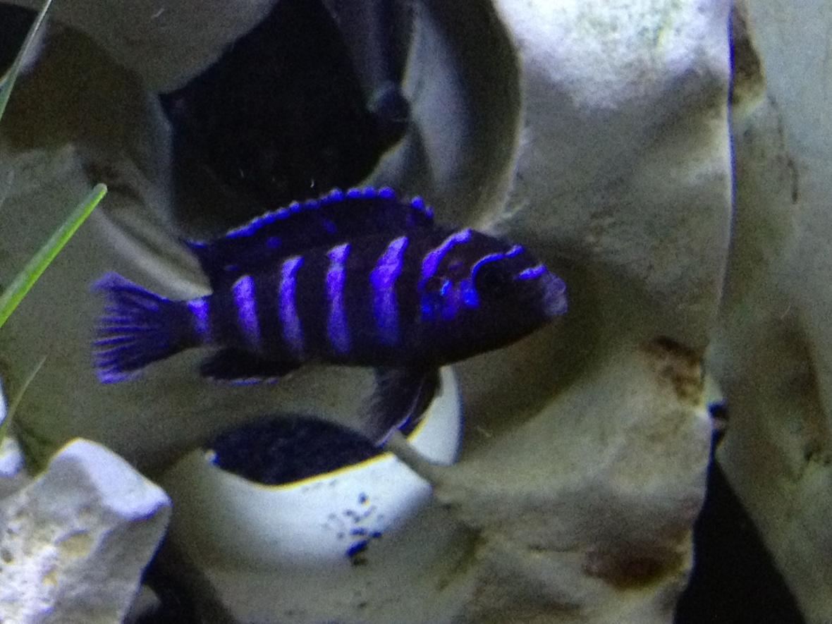 freshwater fish - pseudotropheus demasoni - demasoni cichlid stocking in 55 gallons tank - Demansoni