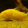 freshwater fish - corydoras aeneus - albino aeneus cory cat stocking in 5 gallons tank - Albino Corydora