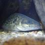 freshwater fish - maccullochella peelii - murray cod stocking in 90 gallons tank - My Champion Murray Cod